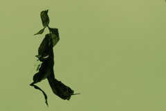 雨の日の戯れⅢ