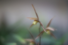 寒蘭　弐