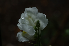 梅雨入りの朝Ⅳ