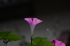 陽の昇る前に