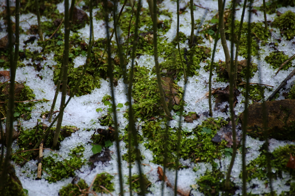 初雪Ⅱ