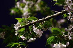 風雨の後の夜桜Ⅴ