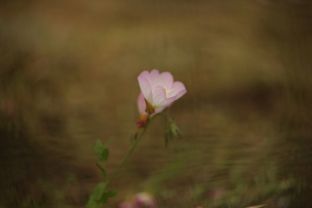 昼咲月見草Ⅲ