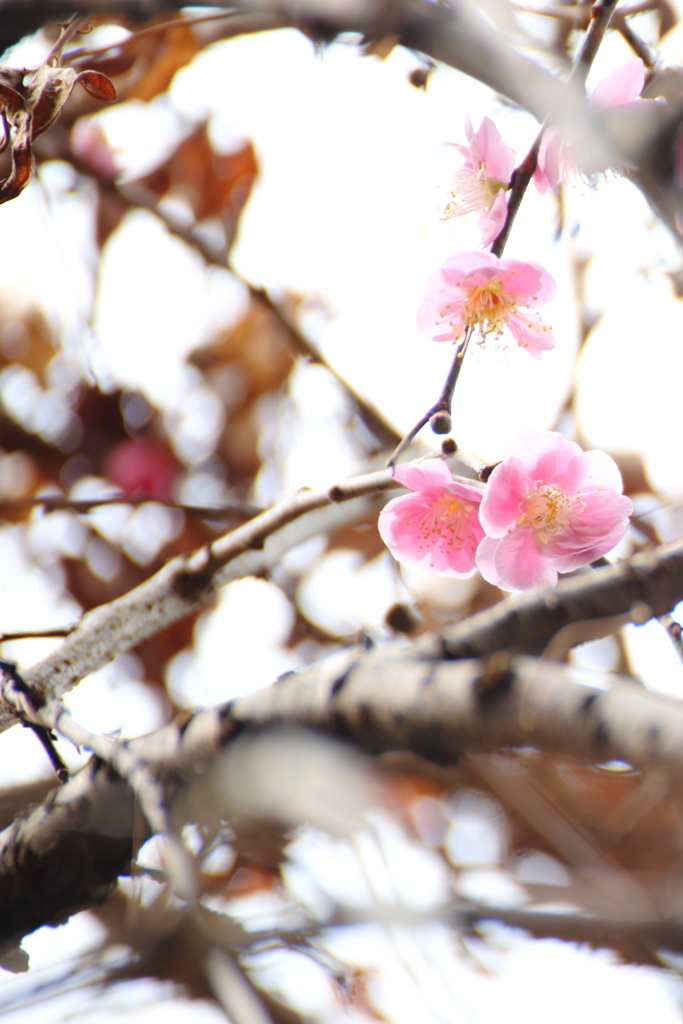 枝垂れ梅