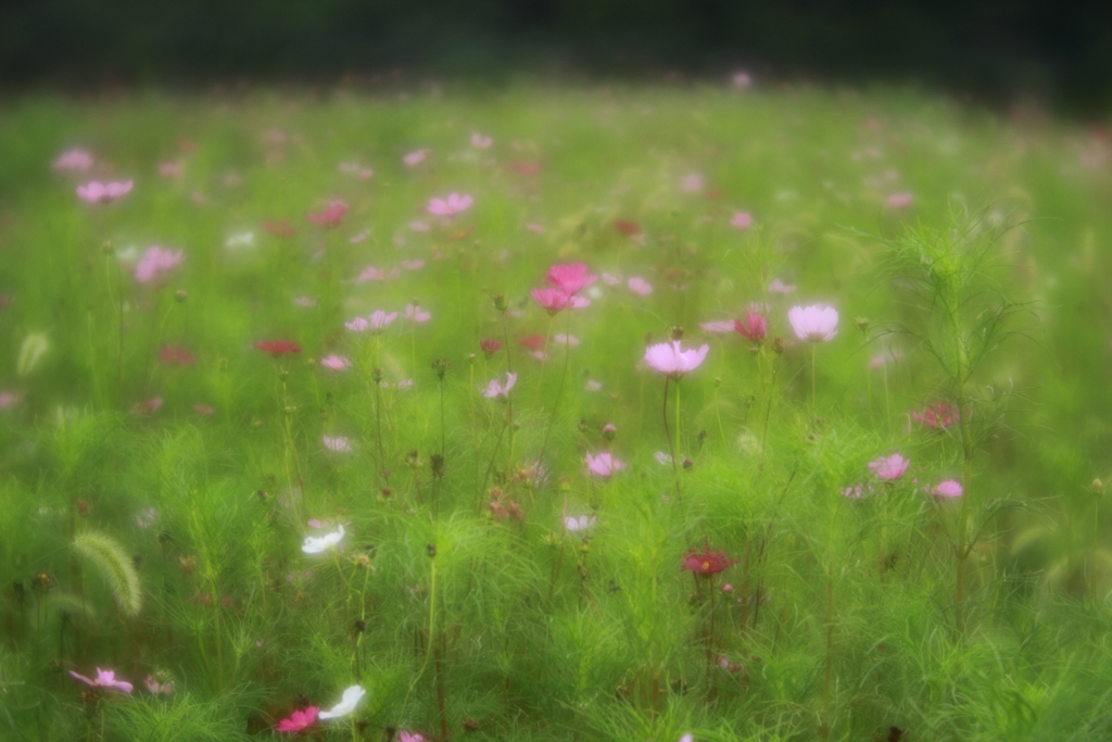 秋を求めて　参