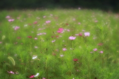 秋を求めて　参