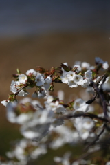 海辺の桜Ⅴ