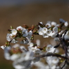 海辺の桜Ⅴ