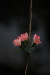木瓜