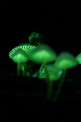 光るキノコ