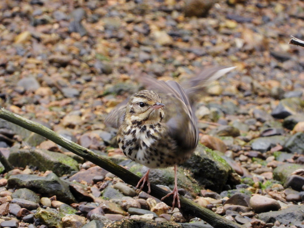 鳥撮りの日　ⅲ