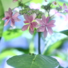 紫陽花Ⅱ