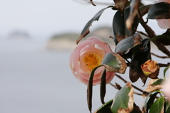 海を背に咲く