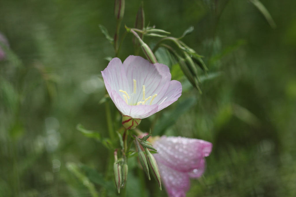 身近な花Ⅱ