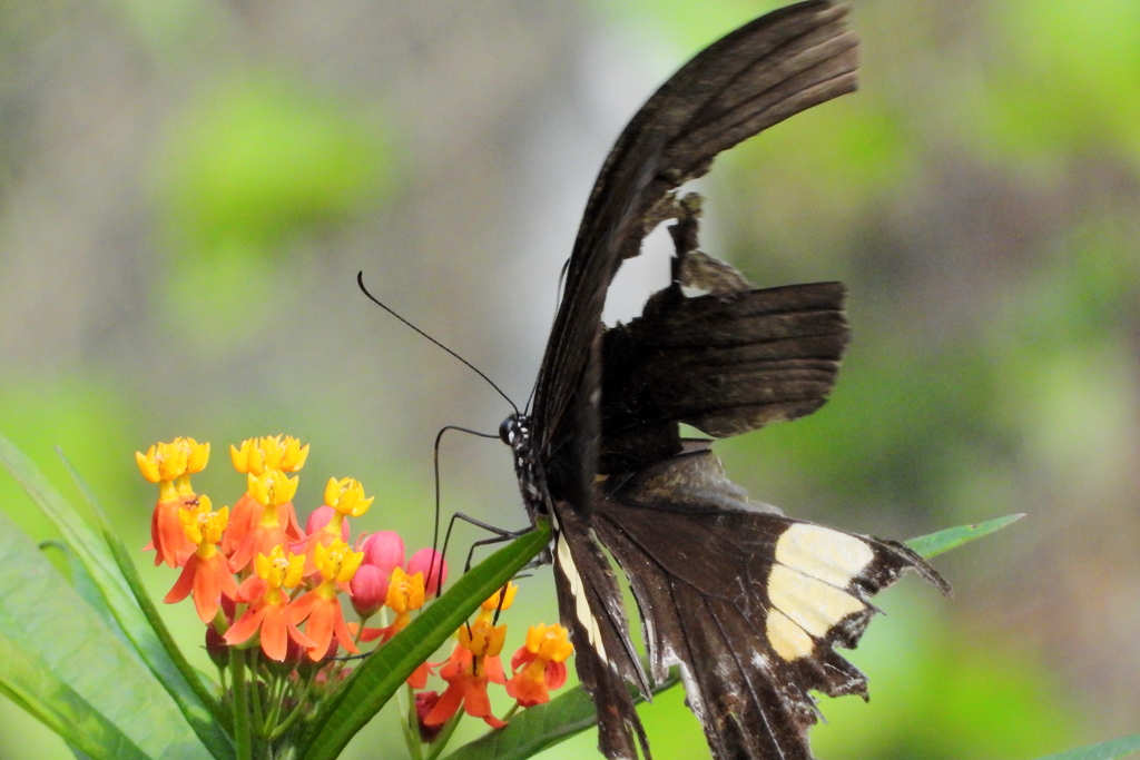 ボロボロに破れても　ⅰ