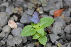 庭のお客様　ⅱ