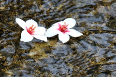 油桐の花　四