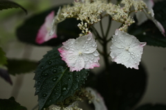 梅雨入り