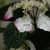 梅雨入り