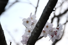 椿から桜へⅡ