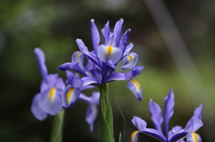 身近な花たちⅢ