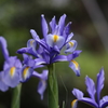 身近な花たちⅢ