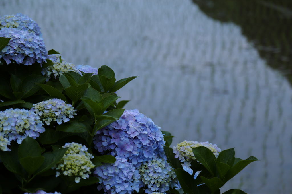 田植えを終えてⅢ