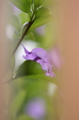 身近な花Ⅳ