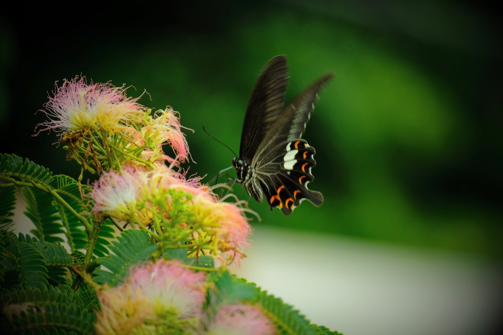 蝶とネムの花　ⅲ