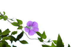 朝顔