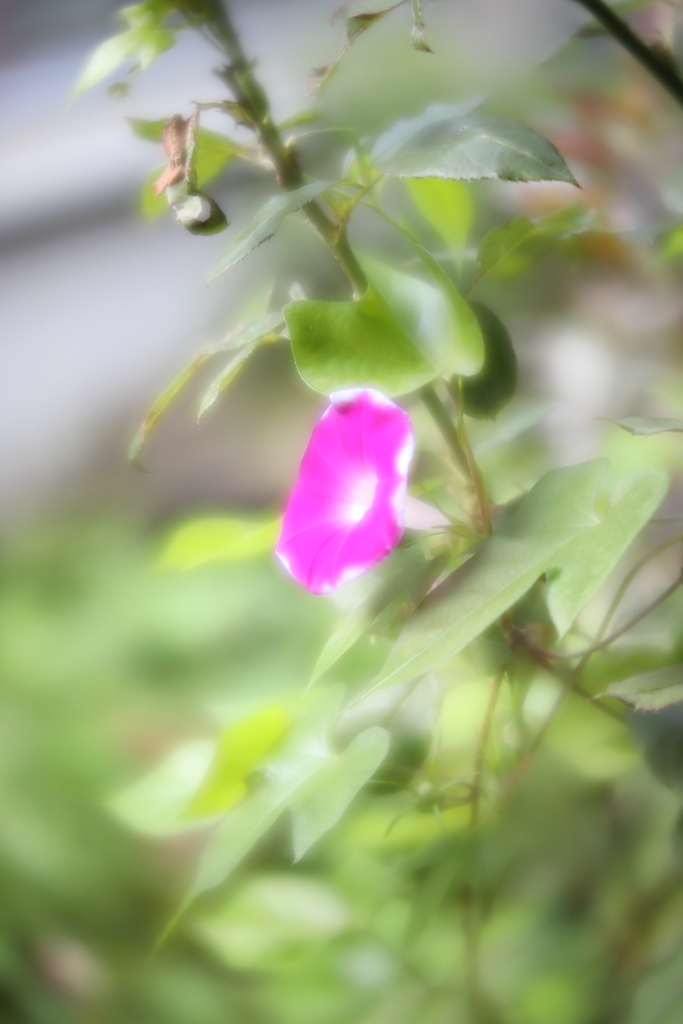 雨風去りし朝Ⅱ