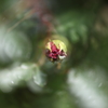 庭の花たちⅢ
