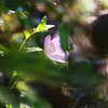 昼咲き月見草Ⅲ