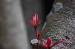 冬の芽生え