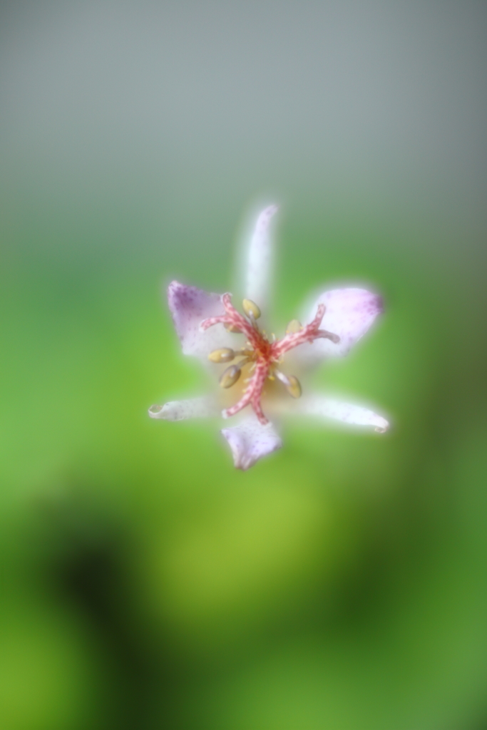 雨風去りし朝Ⅲ