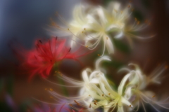 曼珠沙華　壱