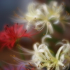 曼珠沙華　壱