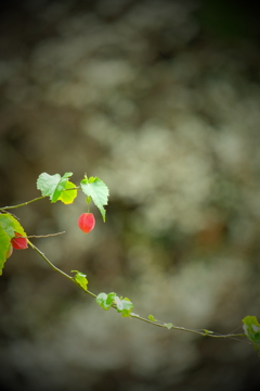徒然なるままに　四