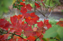 質素な紅葉Ⅱ