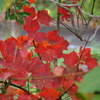 質素な紅葉Ⅱ