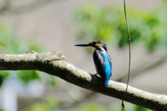 憧れの碧い鳥　ⅰ