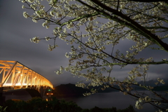 島の夜桜Ⅲ