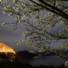 島の夜桜Ⅲ