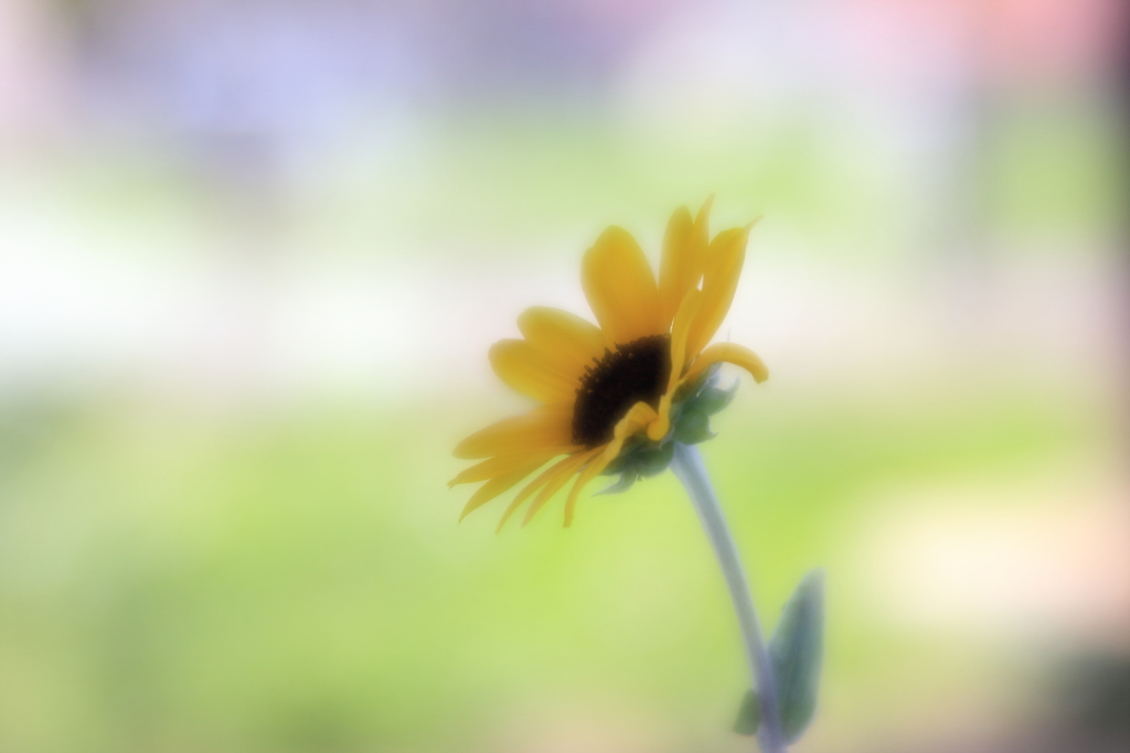 ソフトなレンズで　ⅲ