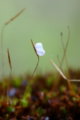 苔にも花が！