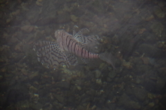 水族館ではありません