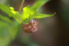 暑くても涼しげに　ⅳ