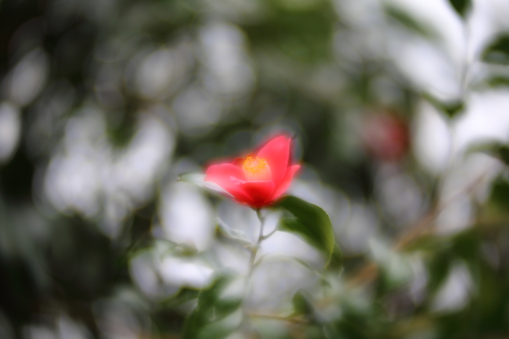 初雪ちらつく中で　壱