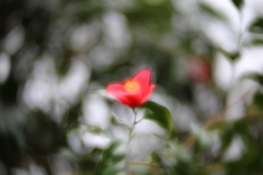 初雪ちらつく中で　壱