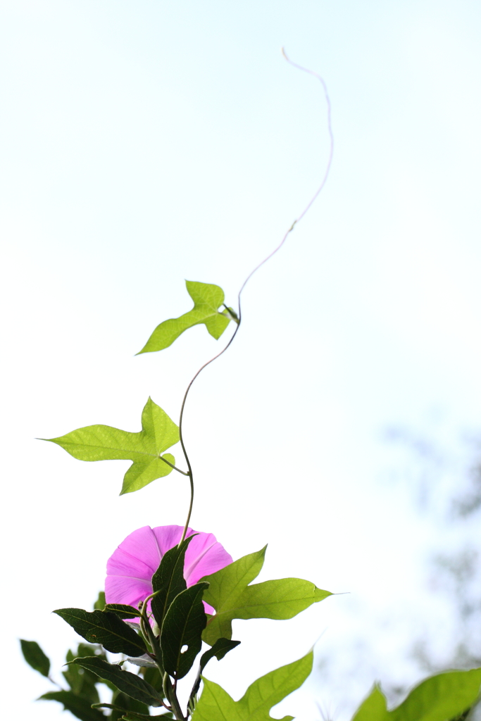 同じ花でもⅡ